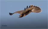 Red-tailed Hawk