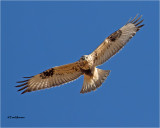 Rough-legged Hawk