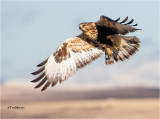 Rough-legged Hawk