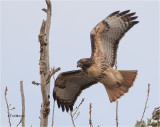 Red-tailed Hawk