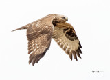 Rough-legged Hawk