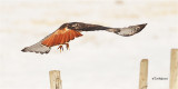 Red-tailed Hawk (The reason they are called Red-tailed}