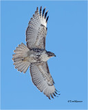Red-tailed Hawk