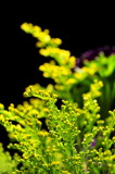 DSC_9747c.jpg