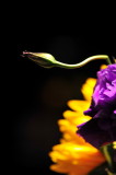 DSC_9748c.jpg