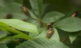 Beetles and Bugs