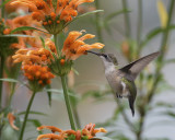 Hummingbirds, Cupheas and Leonotis Leonurus 2017