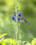 2018 Hummingbirds and Blooms