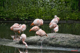 bronx_zoo
