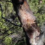 Cave Creek Canyon