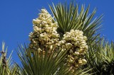 Joshua Tree National Park