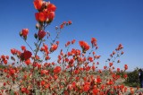 Globe Mallow - Joshua Tree National Park