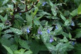 Flowers and Raindrops