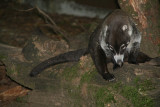 More animals