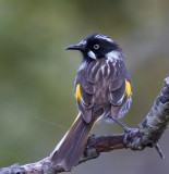 New Holland Honeyeater