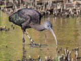 Ibis & Spoonbills