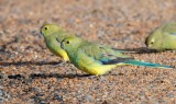 Blue-winged Parrot