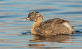 Hoary-headed Grebe
