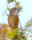 Olive Whistler