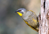Yellow-throated Honeyeater