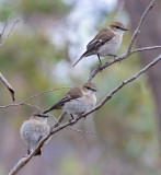 Dusky Robin