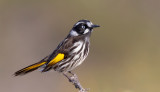 New Holland Honeyeater