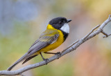 Golden Whistler