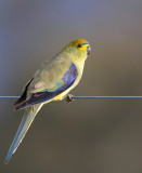 Blue-winged Parrot