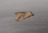 Erebidae (family of moths): 13 species