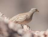 Phasianidae - pheasants, partridges etc. (family): 4 species