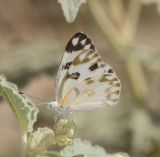Pieridae - Whites (family of butterflies): 7 species