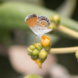 Lycaenidae (family of butterflies): 9 species