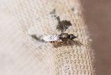 Stratiomyidae - Soldier Flies (family): 2 species