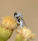 Asilidae - Robber Flies (family): 11 species