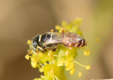 Crabronidae (family of wasps): 48 species