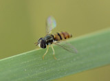 Syrphidae - Hover Flies (family): 10 species