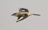 9. Lesser Grey Shrike - Lanius minor