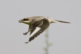 9. Lesser Grey Shrike - Lanius minor
