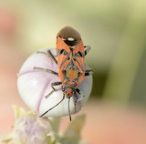 3. Spilostethus pandurus (Scopoli, 1763)