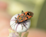 3. Spilostethus pandurus (Scopoli, 1763)