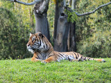 Tigers