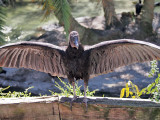 Other Animals