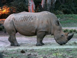 Disney's Kilimanjaro Safaris
