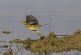 Pispola (Meadow Pipit)
