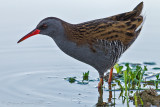 Porciglione (Rallus aquaticus)