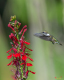 Cardinal Flowers or Cardinal Lobelias