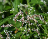 Dense-flowered Smartweed