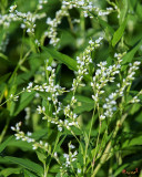Dotted Smartweed