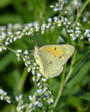 Clouded Sulphur Butterflies