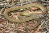 Pseudechis pailsei